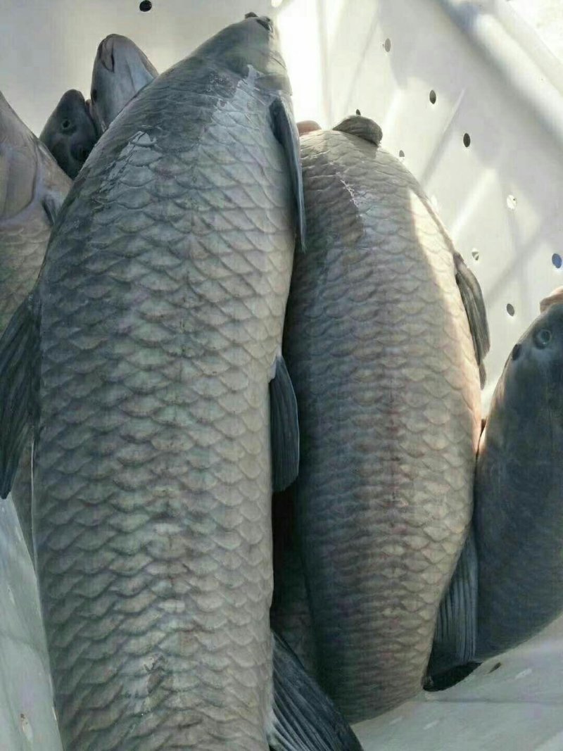 青鱼