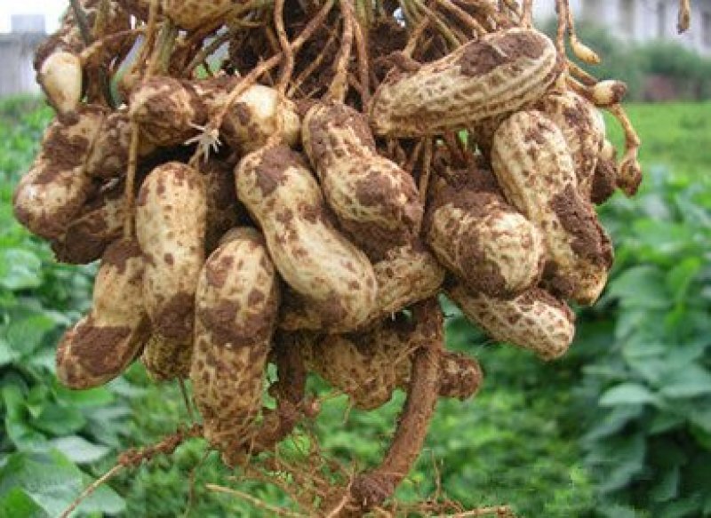 带壳生花生，大花生，满粒花生，凉菜花生，一件代发