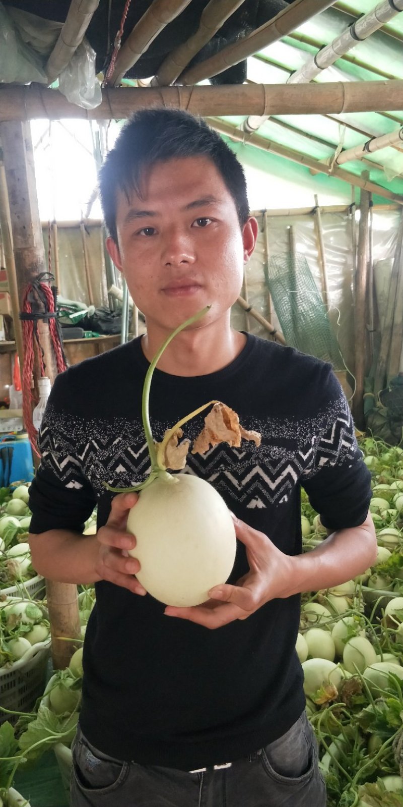 福建玉菇甜瓜大批量上市啦！欢迎客户前来考察采购