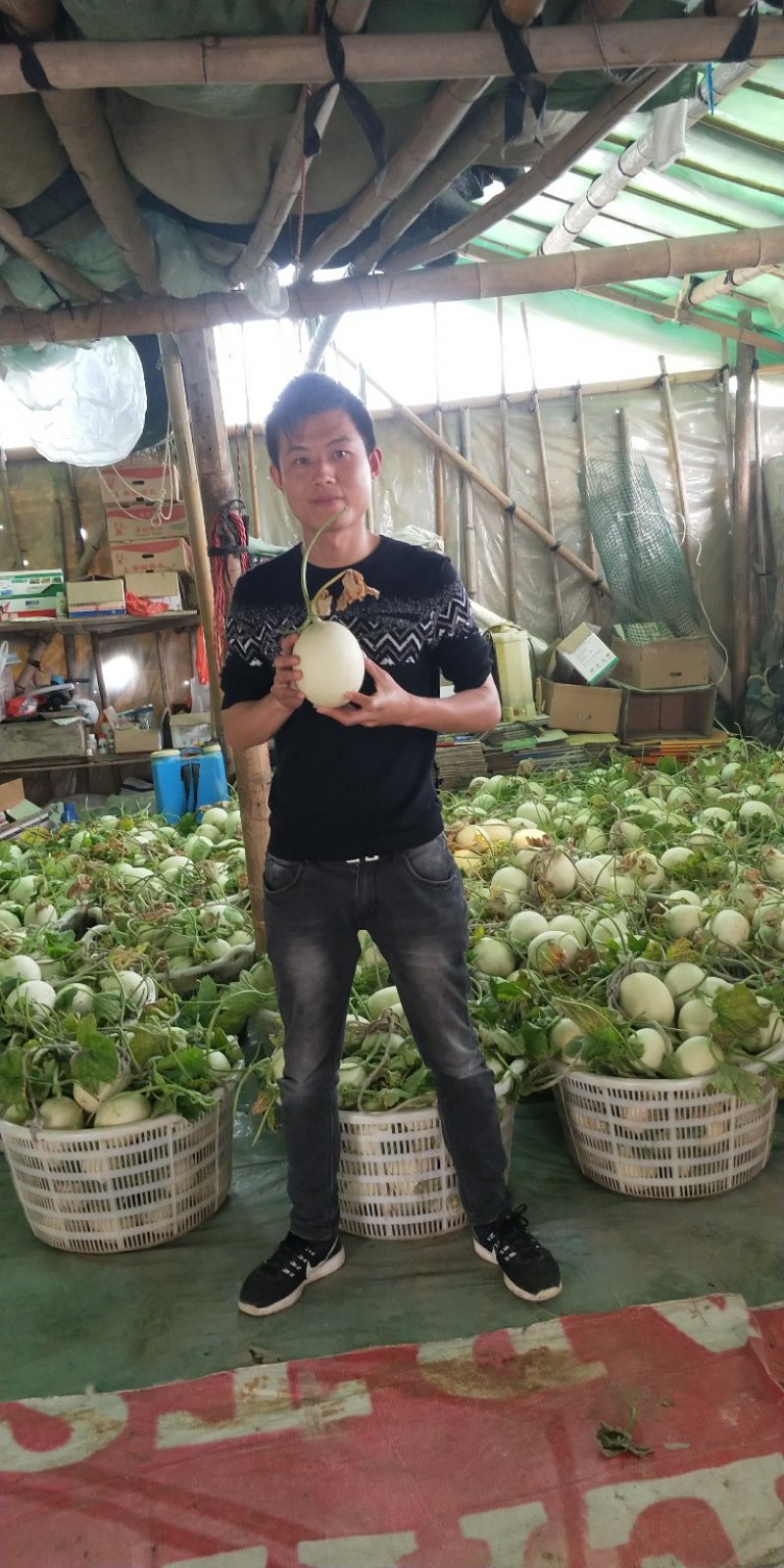 玉菇上市了欢迎客户前来选购，长期合作共赢