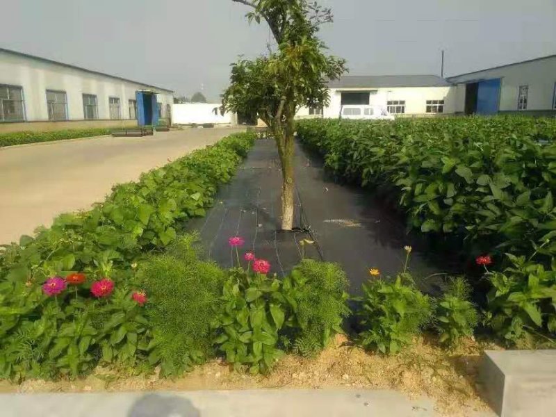 加厚防草布5年