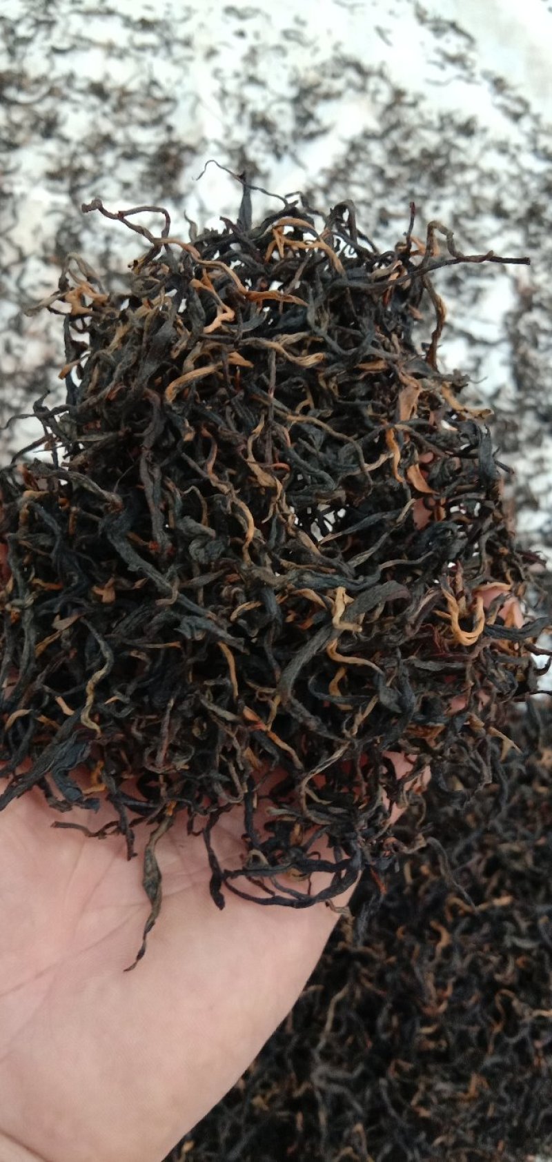 云南勐海县高海拨产的生态乔木晒红茶