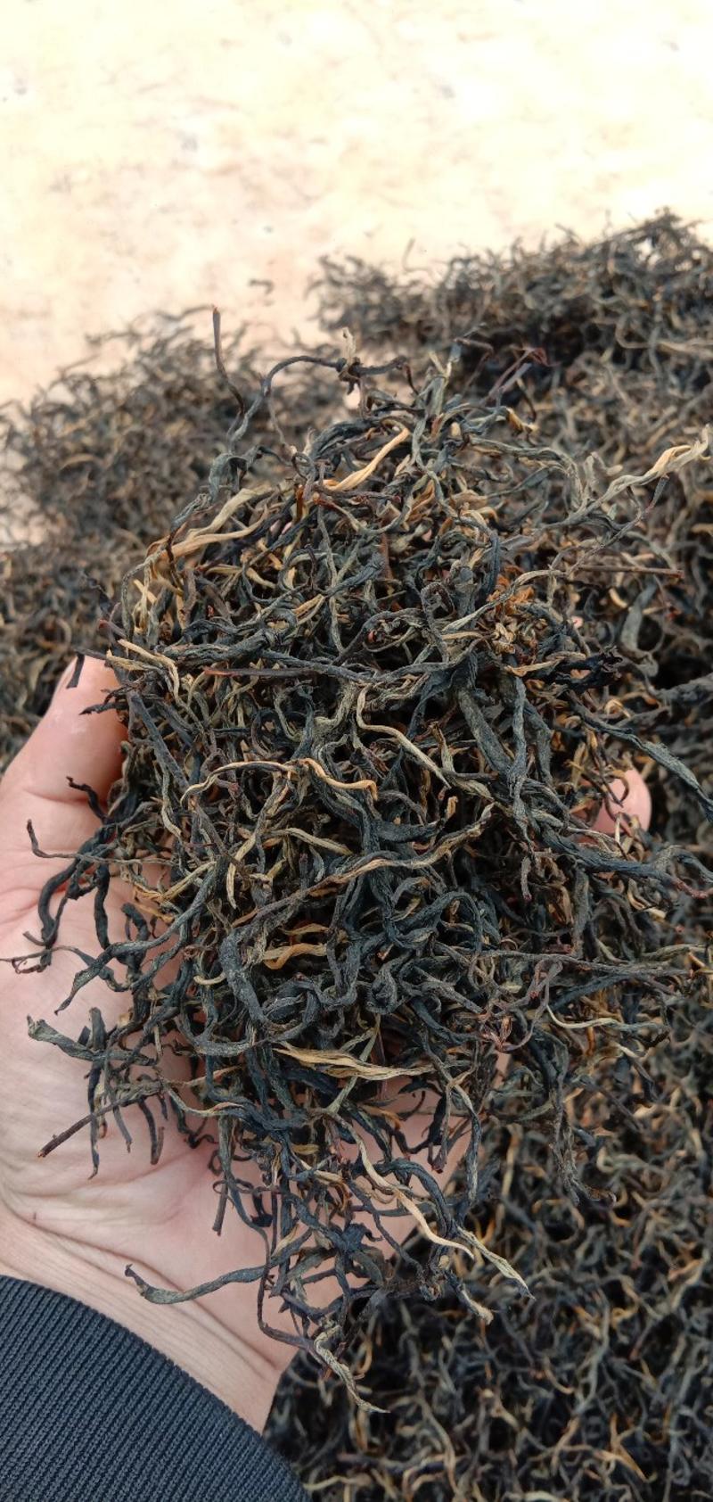 云南勐海县高海拨产的生态乔木晒红茶
