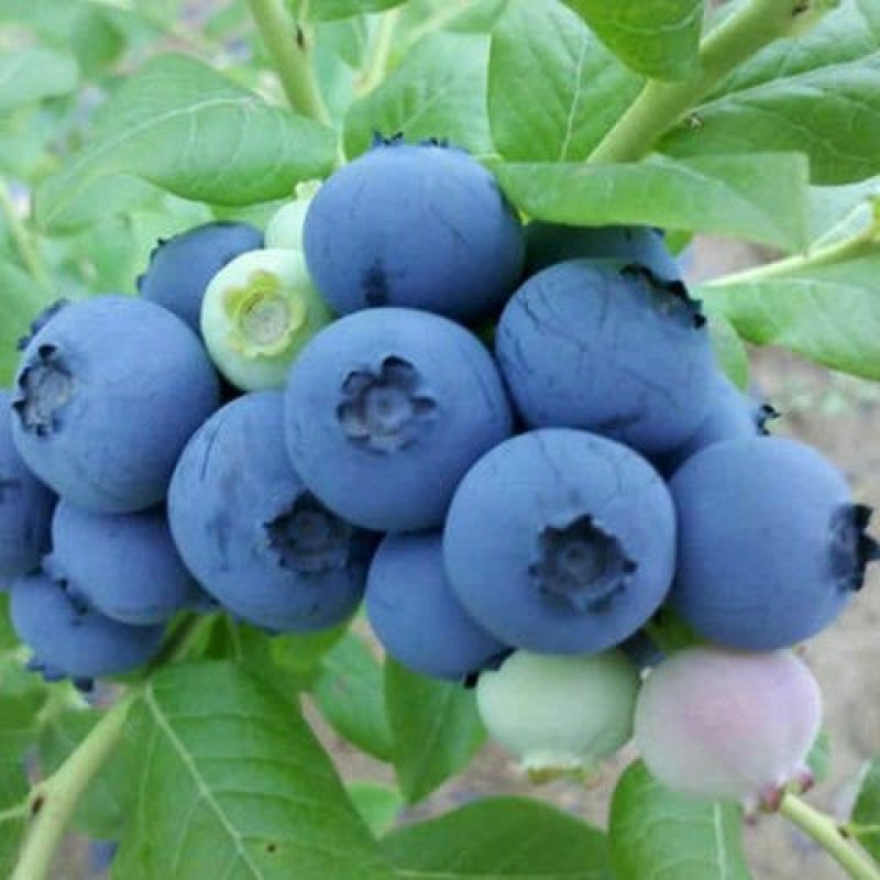 蓝莓苗盆栽蓝莓果树苗南北方种植蓝莓树苗当年结果