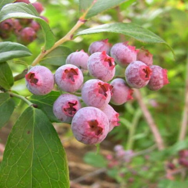 蓝莓苗盆栽蓝莓果树苗南北方种植蓝莓树苗当年结果