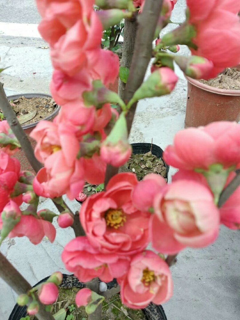 兰花树木信阳董家河陈家苗圃诚信经营常年出售各规格苗木