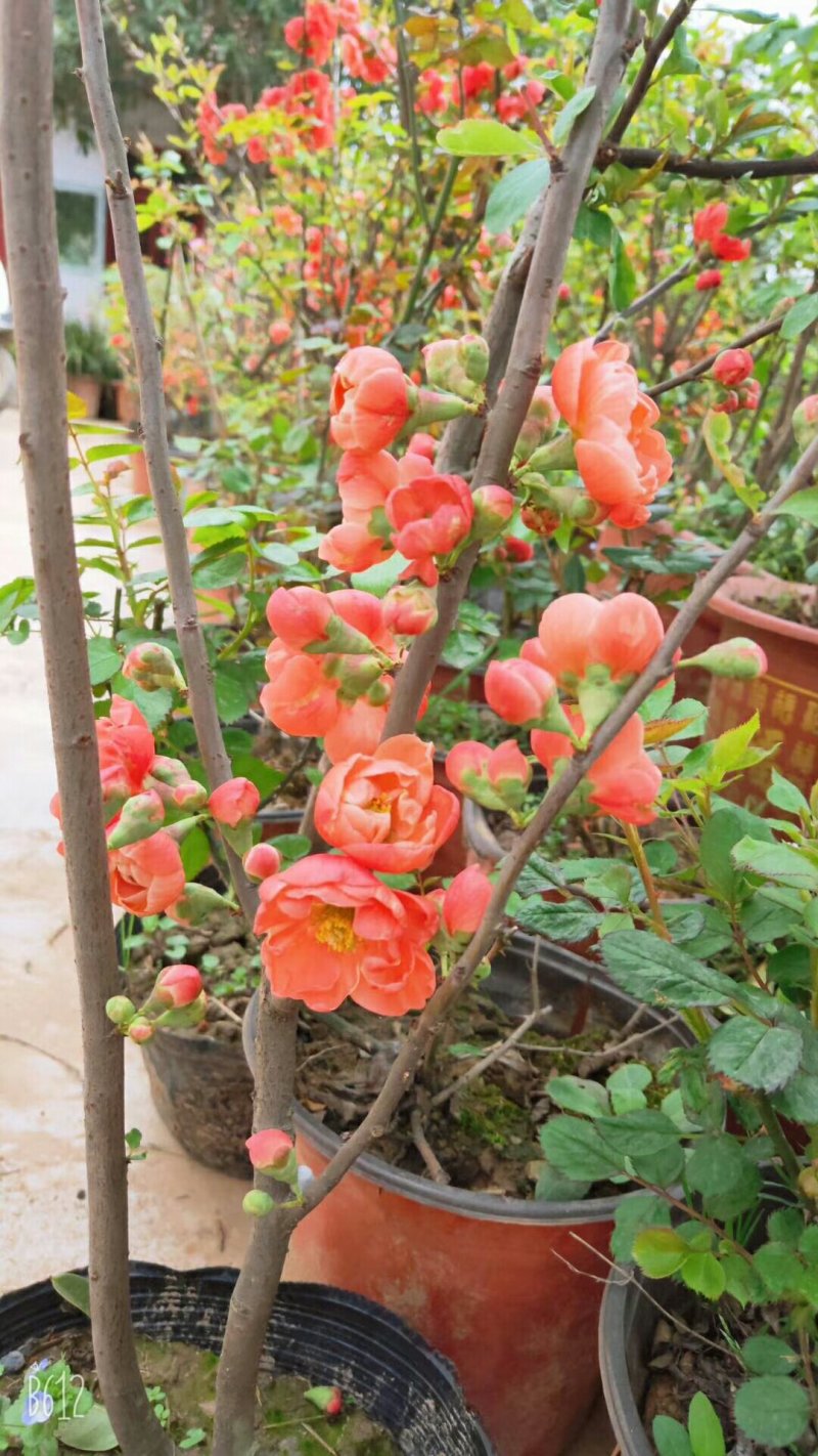 兰花树木信阳董家河陈家苗圃诚信经营常年出售各规格苗木