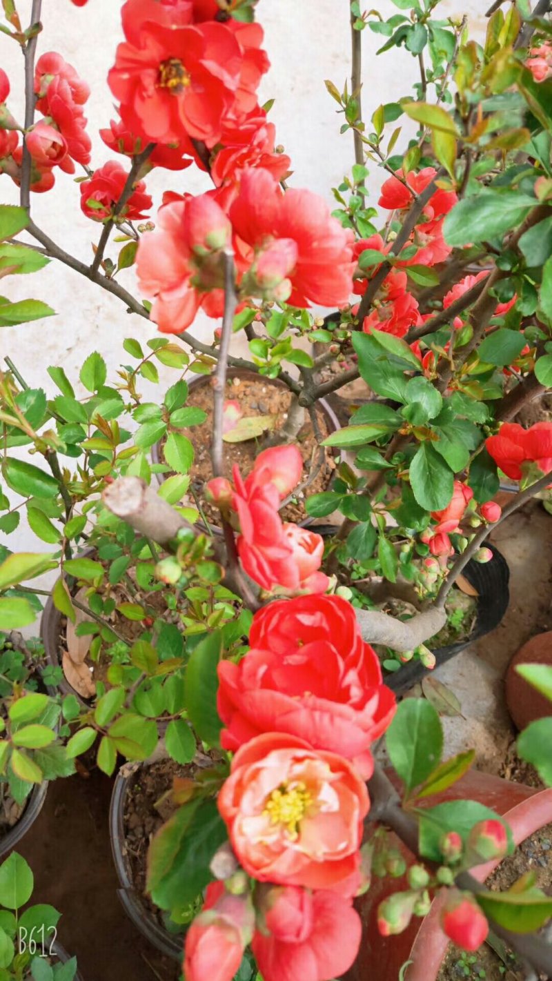 兰花树木信阳董家河陈家苗圃诚信经营常年出售各规格苗木