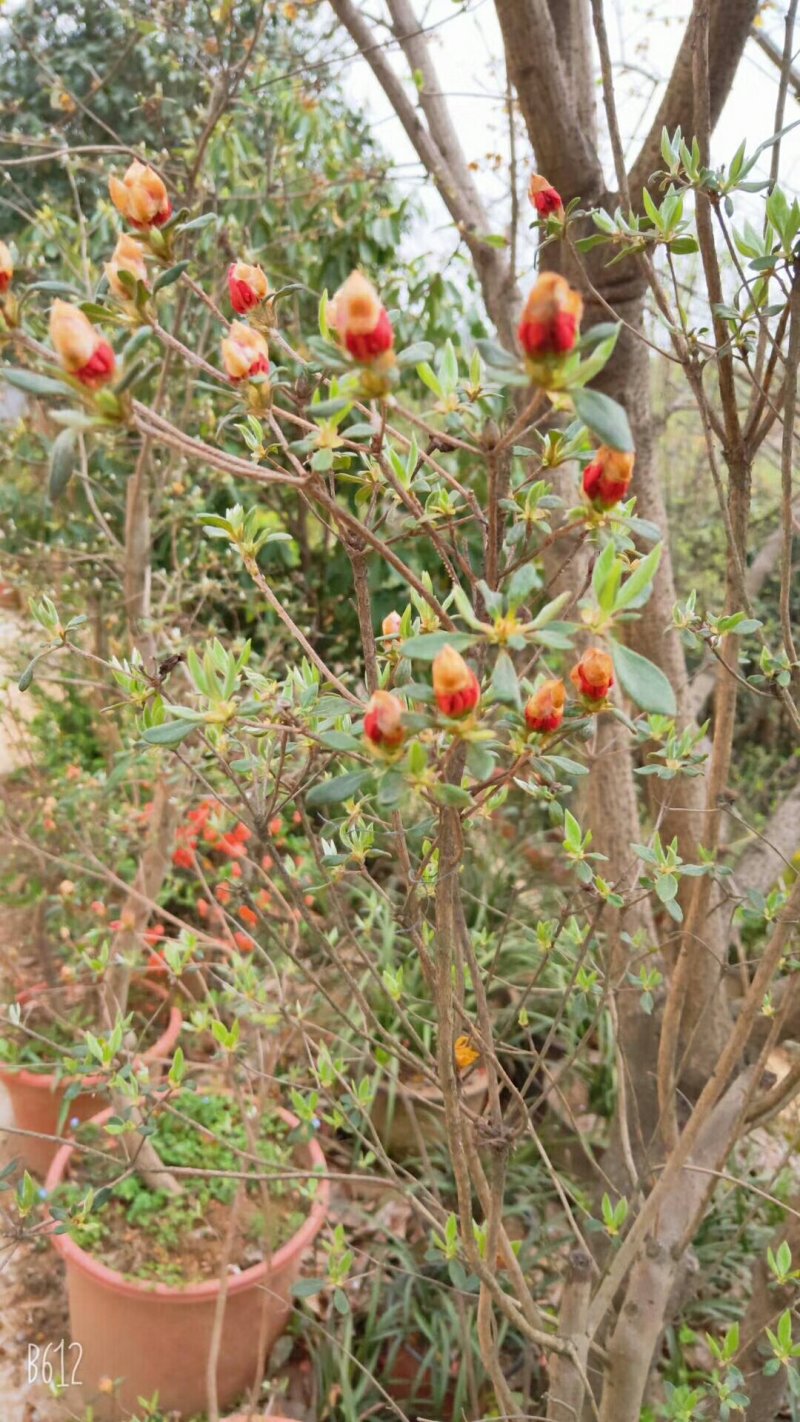 兰花树木信阳董家河陈家苗圃诚信经营常年出售各规格苗木