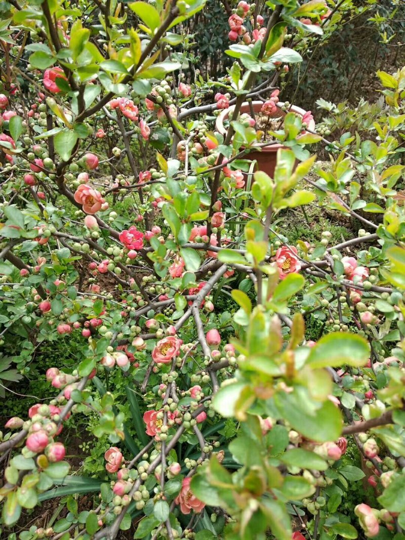 兰花树木信阳董家河陈家苗圃诚信经营常年出售各规格苗木