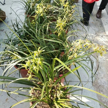 兰花树木信阳董家河陈家苗圃诚信经营常年出售各规格苗木