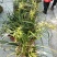 兰花树木信阳董家河陈家苗圃诚信经营常年出售各规格苗木
