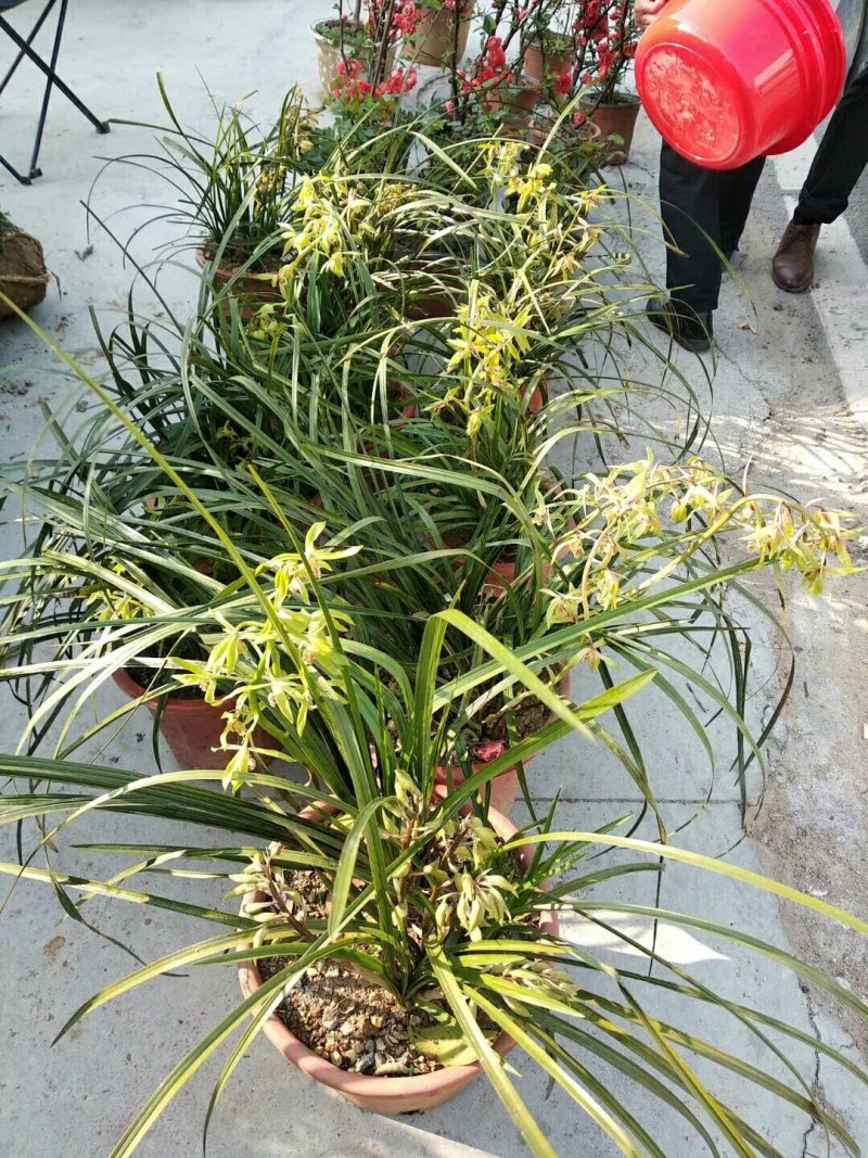 兰花树木信阳董家河陈家苗圃诚信经营常年出售各规格苗木