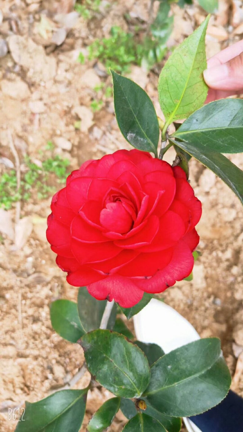 兰花树木信阳董家河陈家苗圃诚信经营常年出售各规格苗木