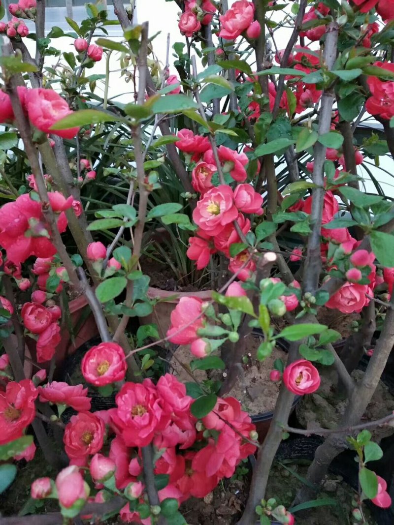 兰花树木信阳董家河陈家苗圃诚信经营常年出售各规格苗木
