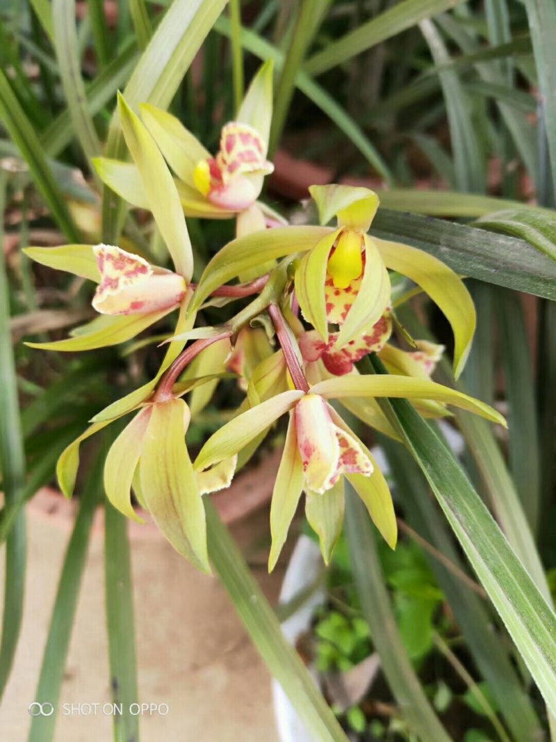 兰花树木信阳董家河陈家苗圃诚信经营常年出售各规格苗木