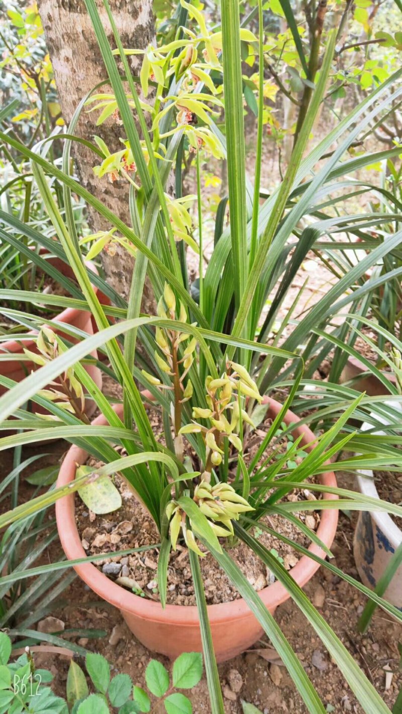 兰花树木信阳董家河陈家苗圃诚信经营常年出售各规格苗木