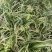 兰花树木信阳董家河陈家苗圃诚信经营常年出售各规格苗木