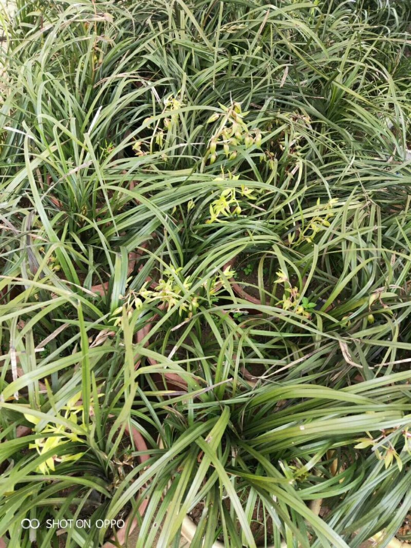 兰花树木信阳董家河陈家苗圃诚信经营常年出售各规格苗木