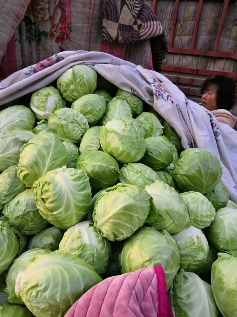 【优选】山东甘蓝大量供应诚信经营一条龙服务7年代办