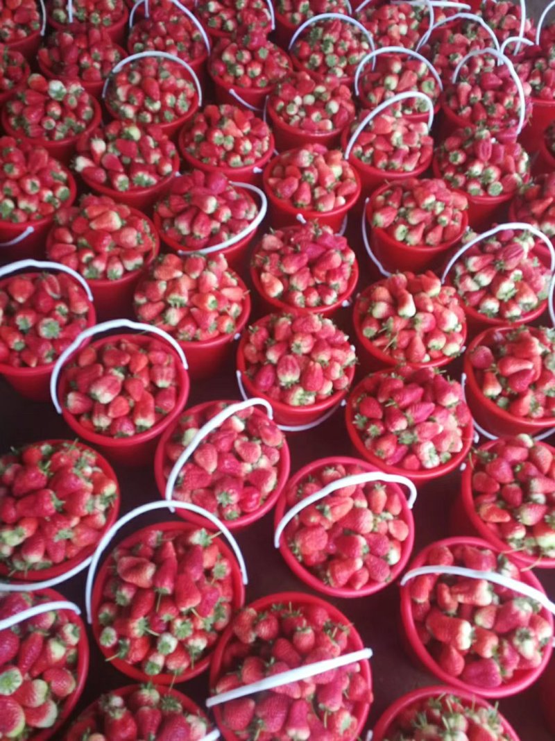 草莓🍓质量**，价格跌至**了