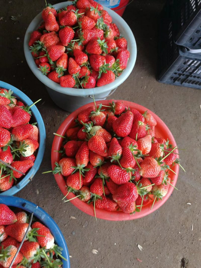 草莓🍓质量**，价格跌至**了