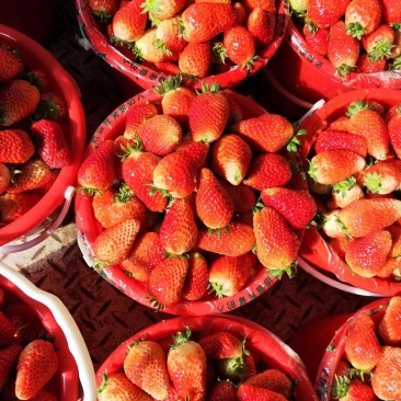 草莓🍓质量**，价格跌至**了