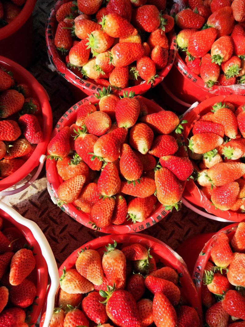 草莓🍓质量**，价格跌至**了