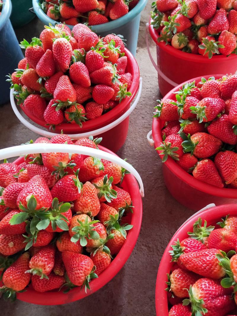 草莓🍓质量最好，价格跌至最低了