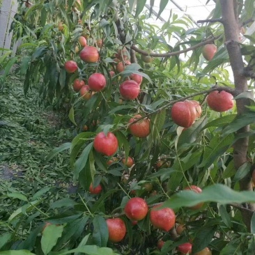 大棚中油4号油桃