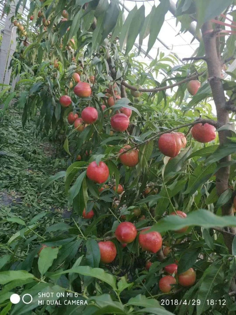 大棚中油4号油桃