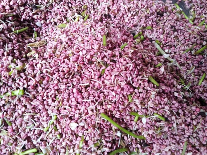 梨花.梨花粉.花籽.梨花粉.产地.梨花蕊.产地