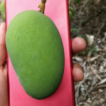 海南小台农，质量保证