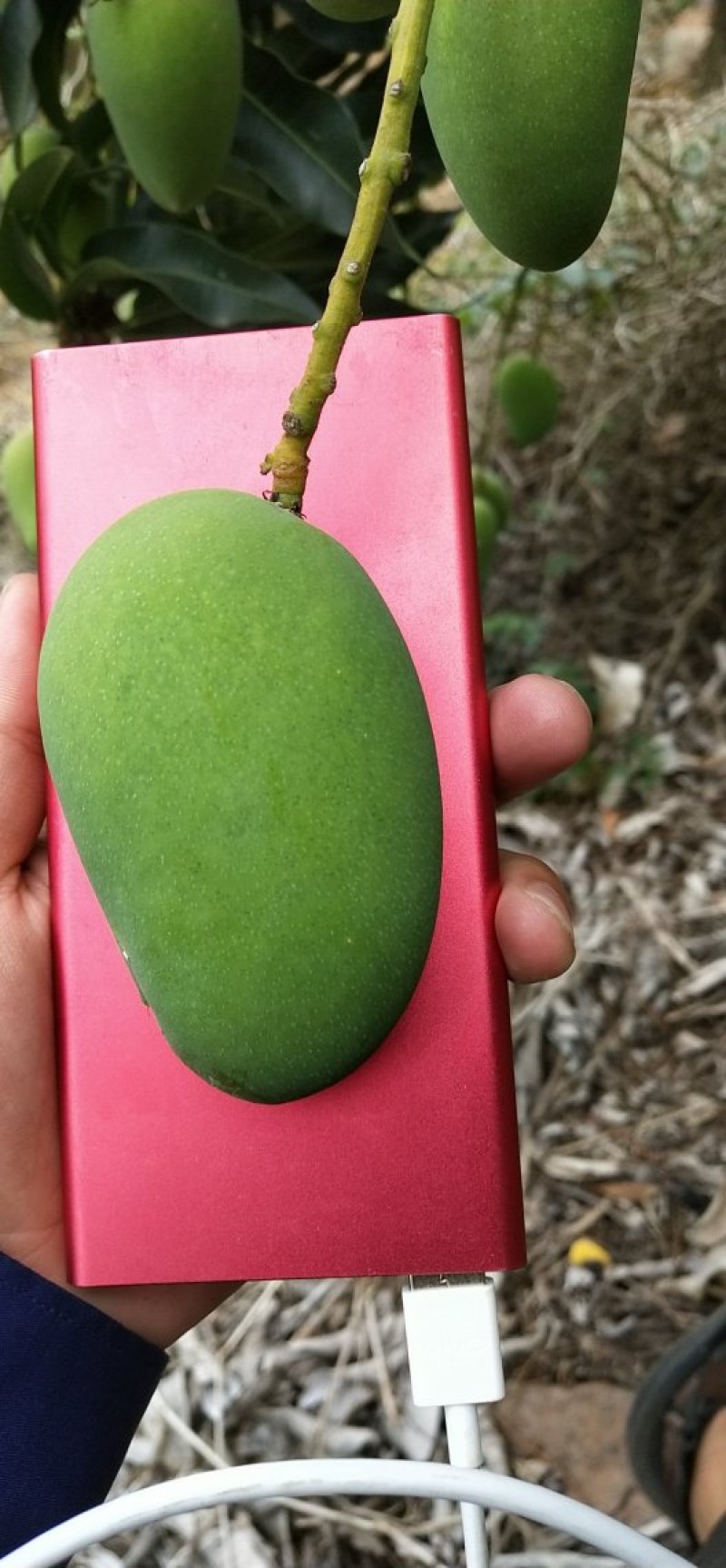 海南小台农，质量保证