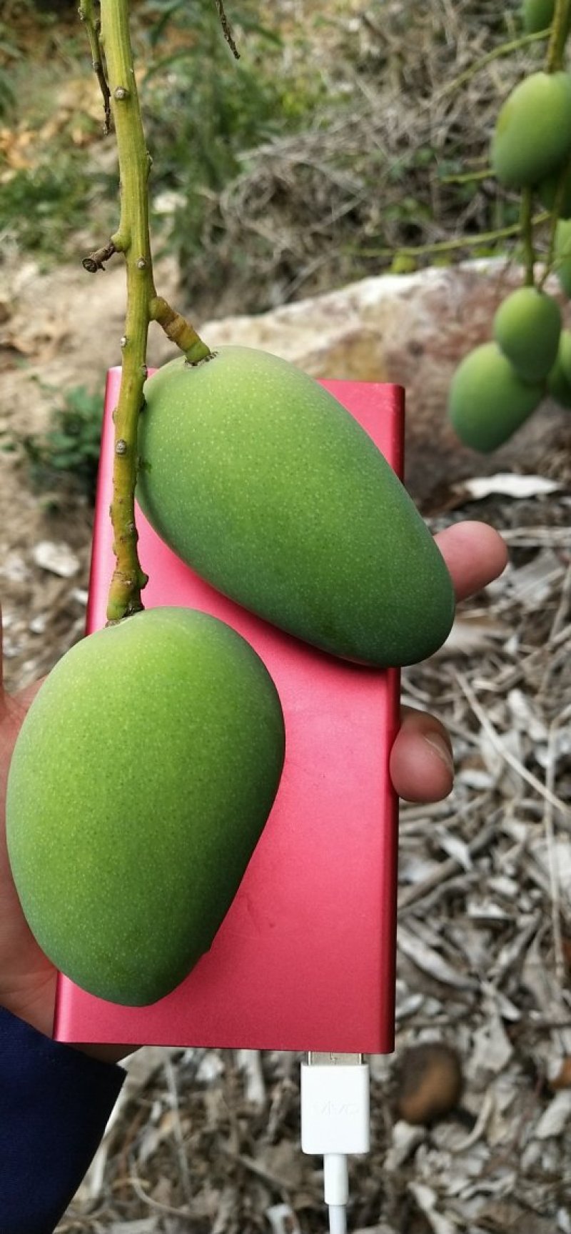 海南小台农，质量保证