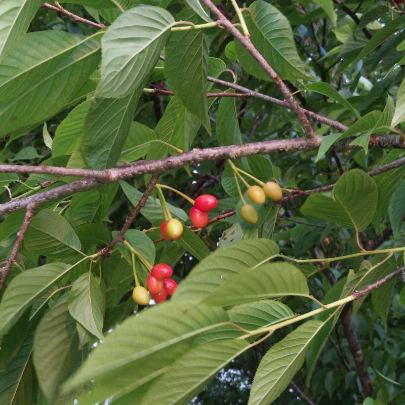 樱花树