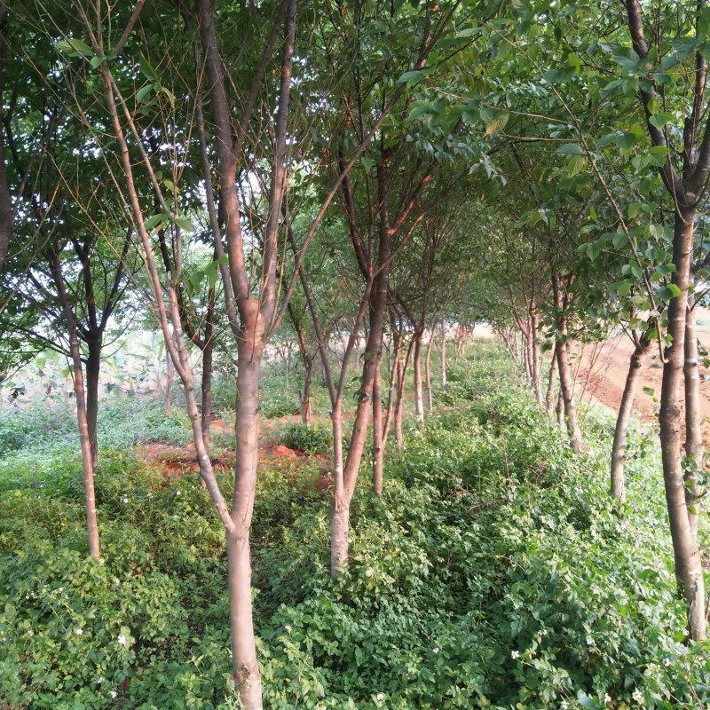 樱花树