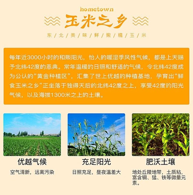 黑龙江富硒真空黄粘玉米10支包邮