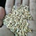 大麦漏，俄麦，乌麦，法麦过风过筛净粮，无霉变，适合牛羊等