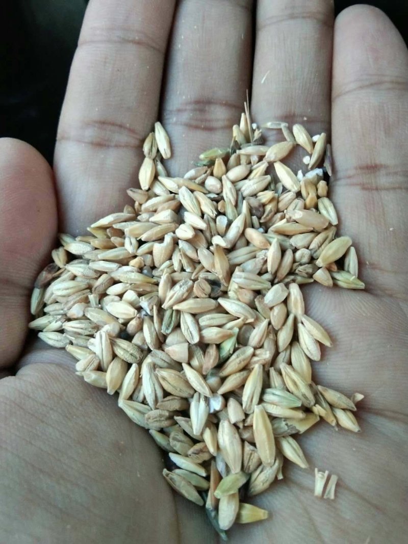 大麦漏，俄麦，乌麦，法麦过风过筛净粮，无霉变，适合牛羊等