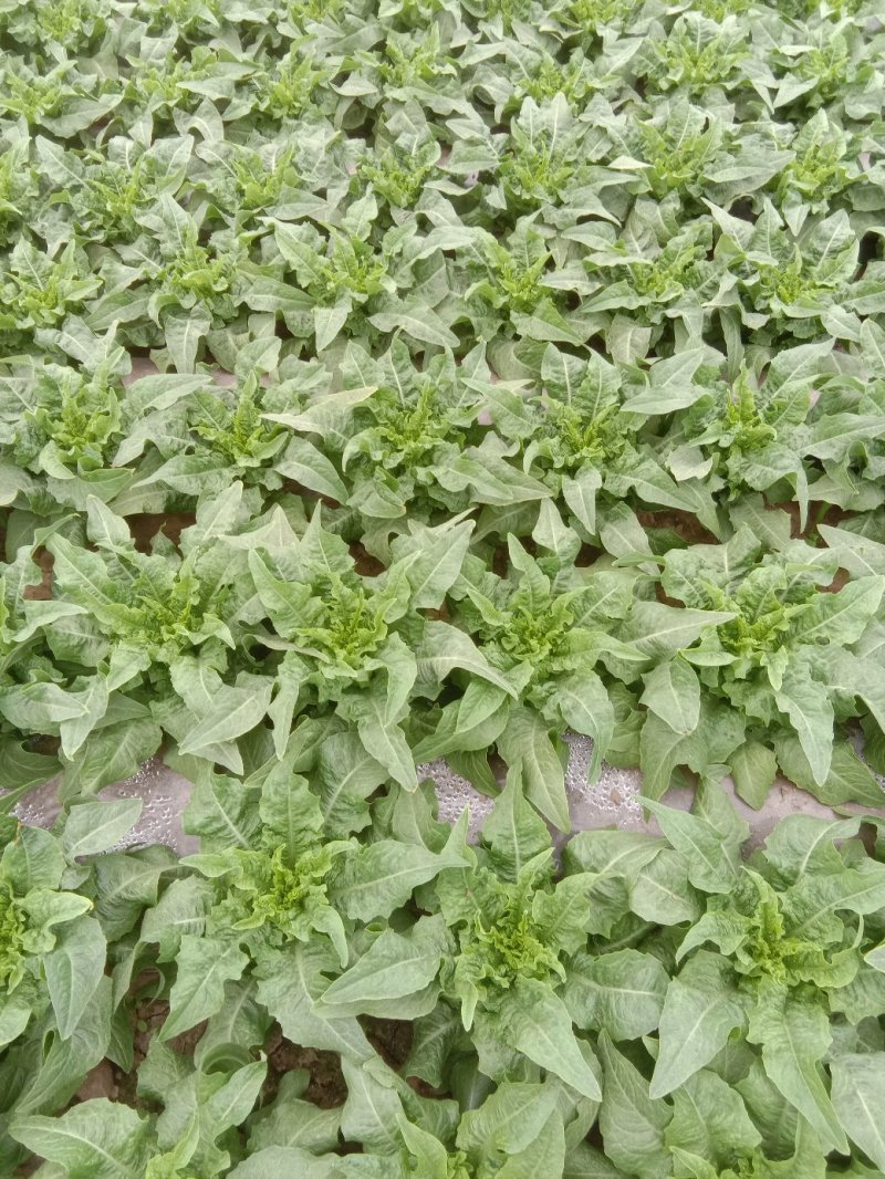 春笋包菜