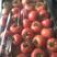 辽宁锦州市大红串红西红柿大量供应一手货源一条龙服务