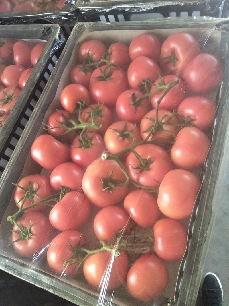 辽宁锦州市大红串红西红柿大量供应一手货源一条龙服务