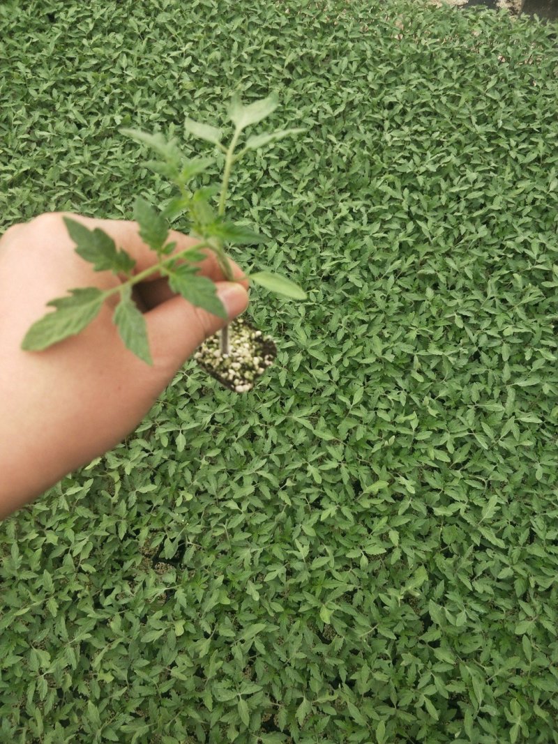 千禧小番茄果苗、抗病毒贝贝小番茄苗、迷彩小番茄苗