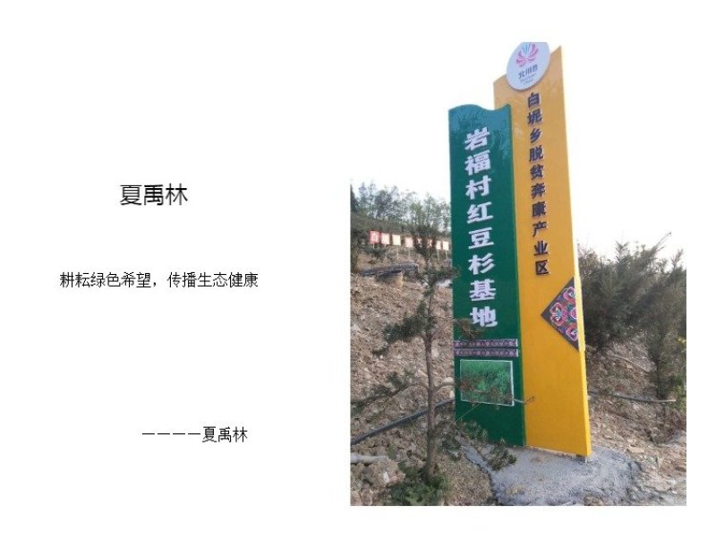 夏禹林苗木造型曼地亚红豆杉小盆景绿化苗木