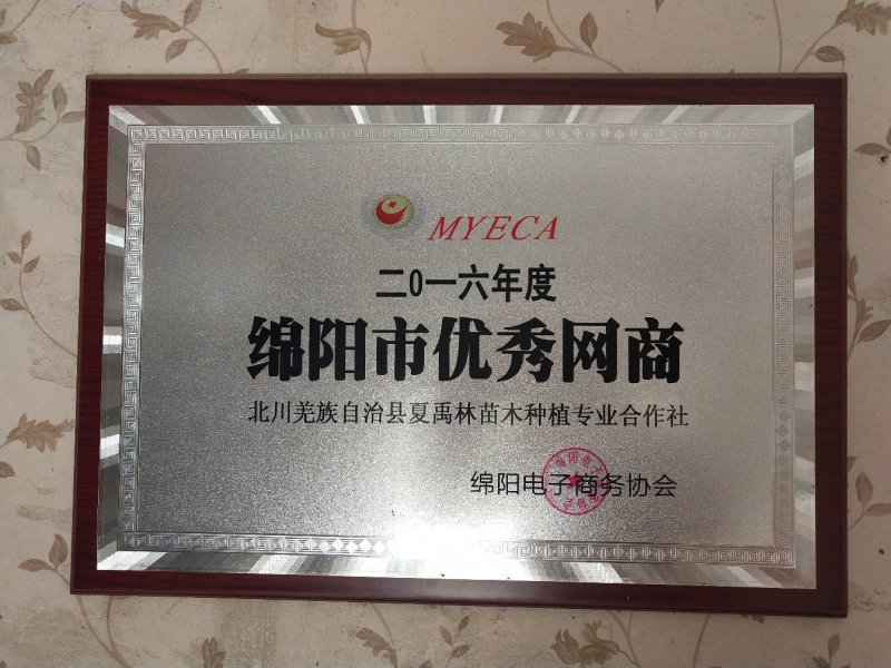 夏禹林苗木造型曼地亚红豆杉小盆景绿化苗木