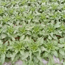 包菜