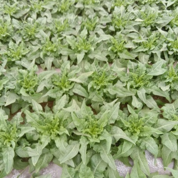 包菜