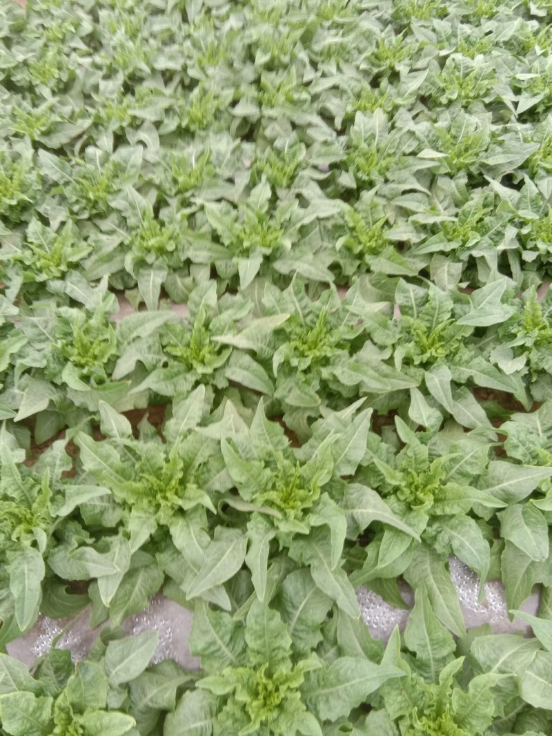 包菜