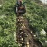 土豆红薯收获机【精品】一手货源土豆地瓜多功能收获机厂家